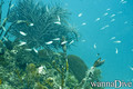 scuba diving photo