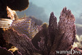 scuba diving photo