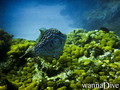 scuba diving photo