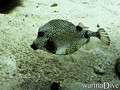 scuba diving photo