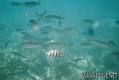 scuba diving photo