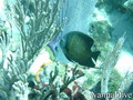 scuba diving photo