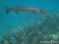 scuba diving photo