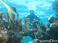 scuba diving photo