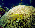 scuba diving photo