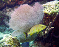 scuba diving photo