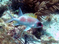 scuba diving photo