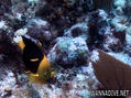 scuba diving photo