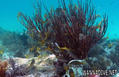 scuba diving photo