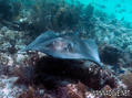scuba diving photo