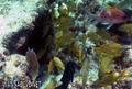 scuba diving photo