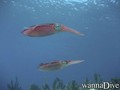 scuba diving photo