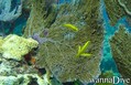 scuba diving photo