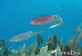 scuba diving photo
