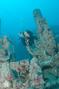 scuba diving photo