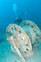 scuba diving photo