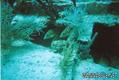 scuba diving photo