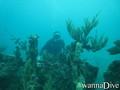 scuba diving photo