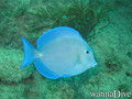 scuba diving photo