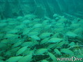 scuba diving photo