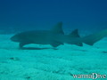 scuba diving photo