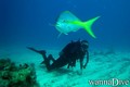 scuba diving photo