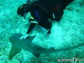 scuba diving photo