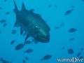 scuba diving photo