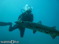 scuba diving photo