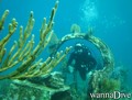 scuba diving photo