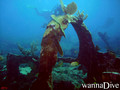 scuba diving photo