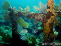 scuba diving photo