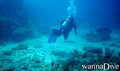 scuba diving photo