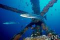 scuba diving photo