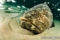scuba diving photo