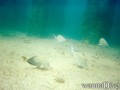 scuba diving photo