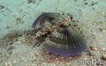 scuba diving photo