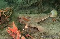 scuba diving photo