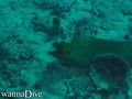 scuba diving photo