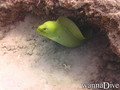 scuba diving photo