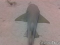 scuba diving photo