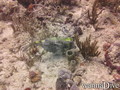 scuba diving photo