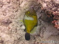 scuba diving photo