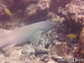 scuba diving photo
