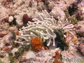 scuba diving photo