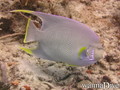 scuba diving photo