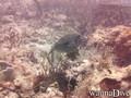 scuba diving photo