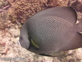 scuba diving photo