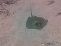scuba diving photo