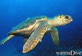 scuba diving photo